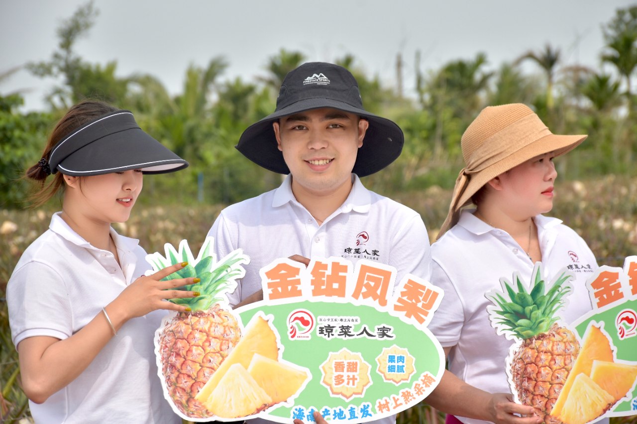 凤梨采摘活动(2)